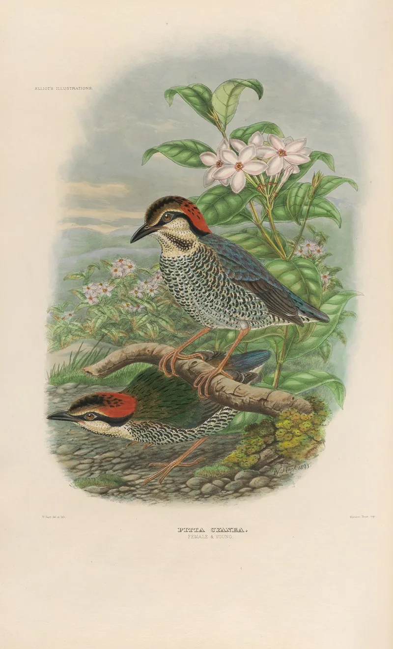 A Monograph Of The Pittidae Or Family Of Ant Thrushes Pl 04 Wall Art by Daniel Giraud Elliot - High-Resolution Digital Print