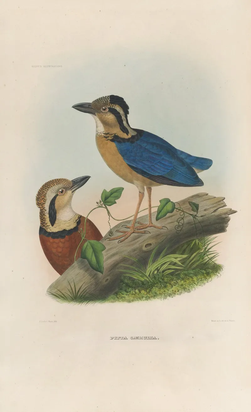 A Monograph Of The Pittidae Or Family Of Ant Thrushes Pl 05 Wall Art by Daniel Giraud Elliot - High-Resolution Digital Print