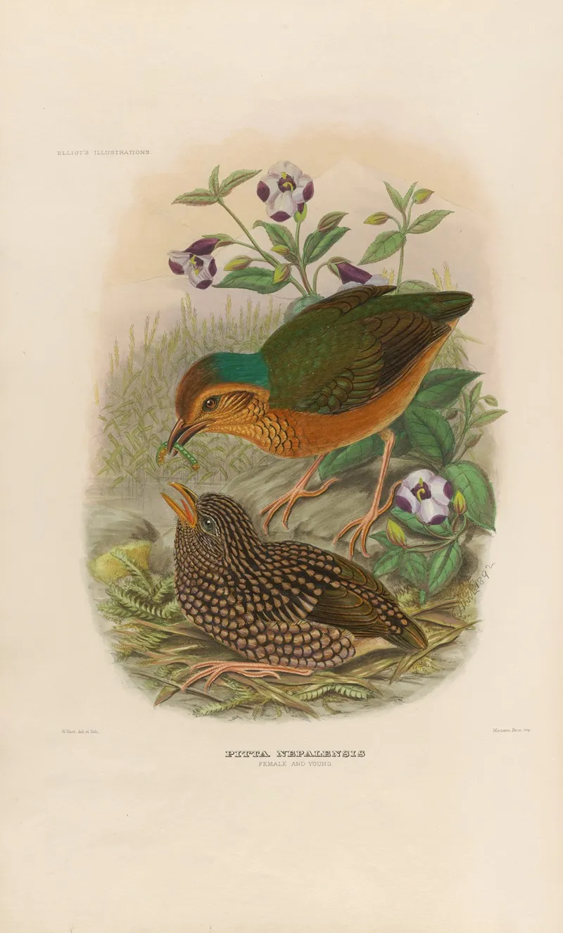 A Monograph Of The Pittidae Or Family Of Ant Thrushes Pl 07 Wall Art by Daniel Giraud Elliot - High-Resolution Digital Print