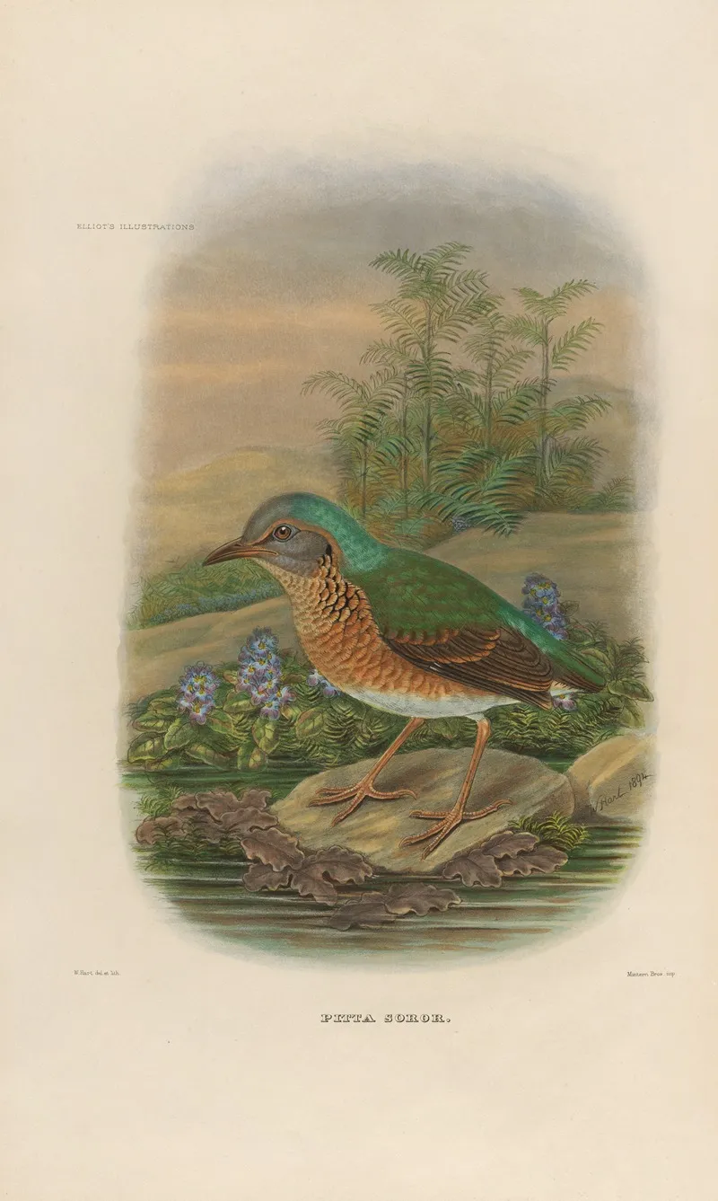 A Monograph Of The Pittidae Or Family Of Ant Thrushes Pl 09 Wall Art by Daniel Giraud Elliot - High-Resolution Digital Print