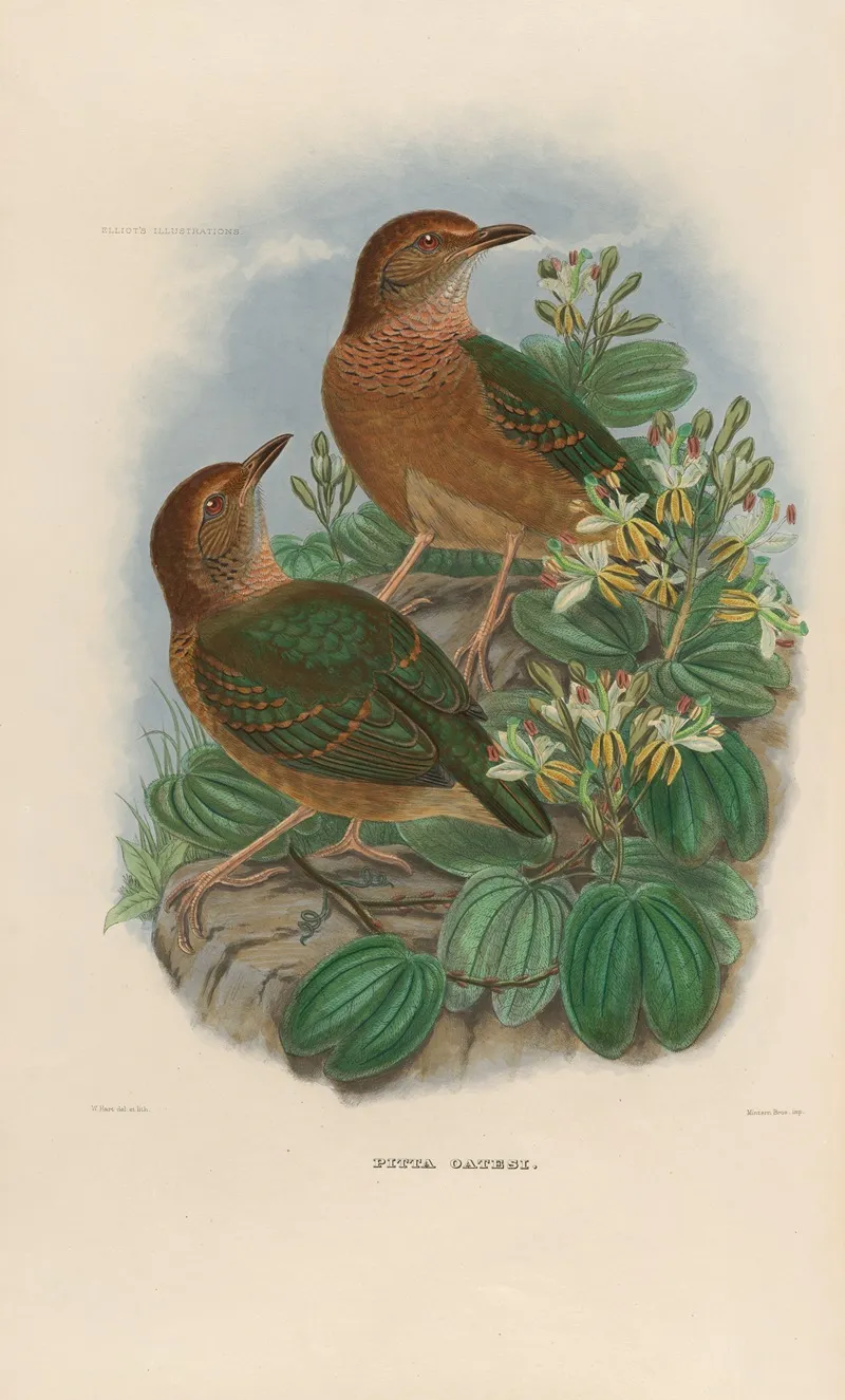 A Monograph Of The Pittidae Or Family Of Ant Thrushes Pl 10 Wall Art by Daniel Giraud Elliot - High-Resolution Digital Print