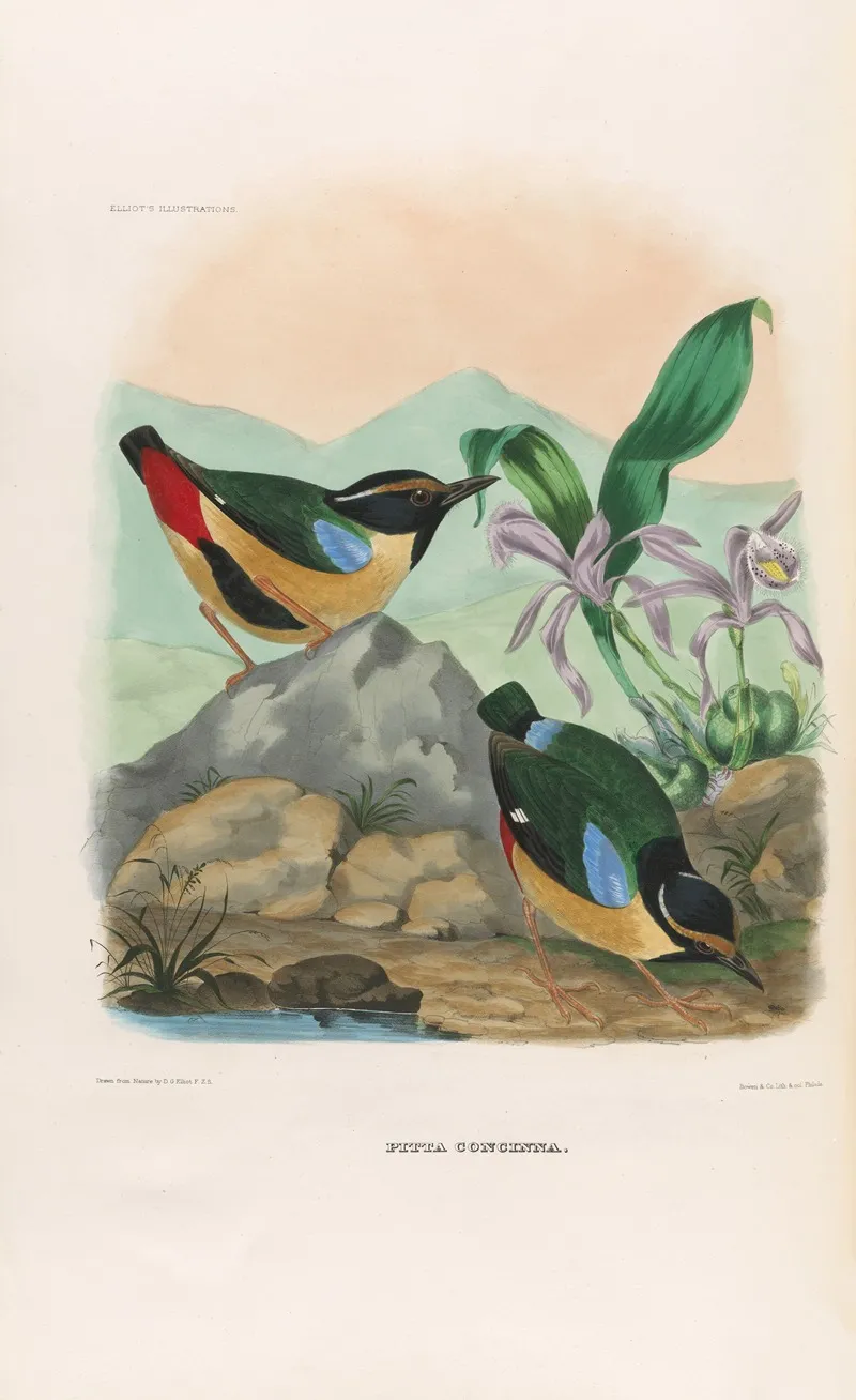 A Monograph Of The Pittidae Or Family Of Ant Thrushes Pl 13 Wall Art by Daniel Giraud Elliot - High-Resolution Digital Print
