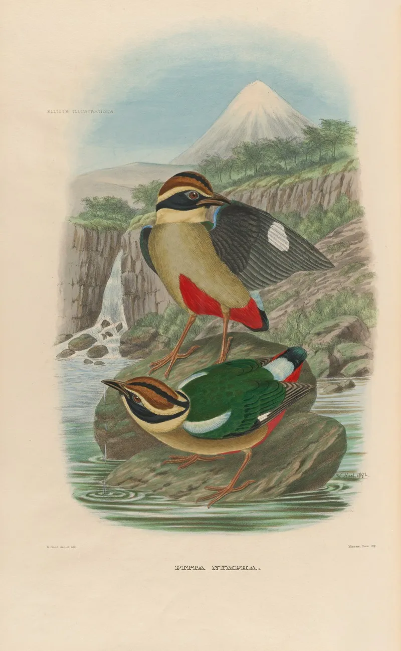 A Monograph Of The Pittidae Or Family Of Ant Thrushes Pl 14 Wall Art by Daniel Giraud Elliot - High-Resolution Digital Print