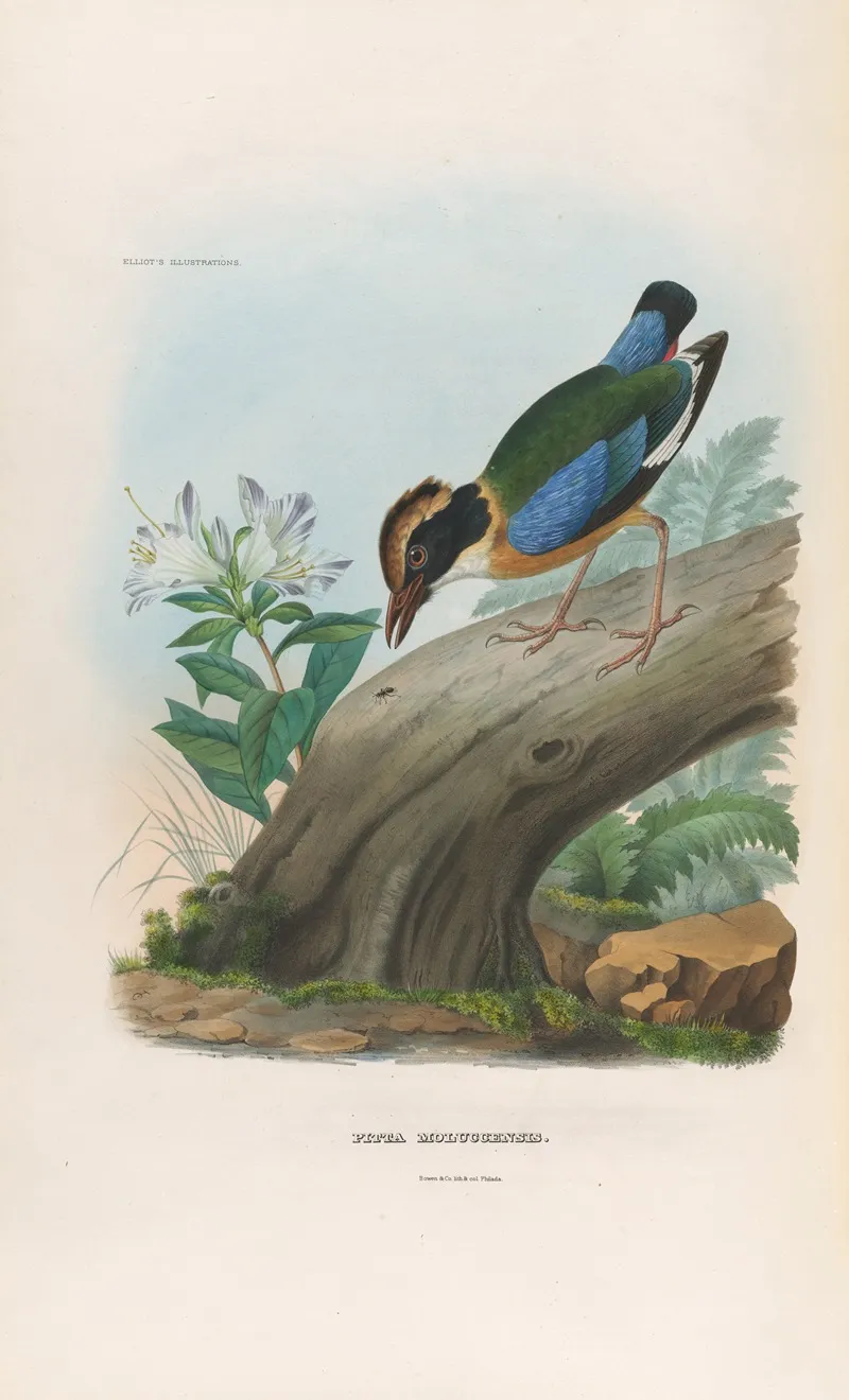A Monograph Of The Pittidae Or Family Of Ant Thrushes Pl 15 Wall Art by Daniel Giraud Elliot - High-Resolution Digital Print