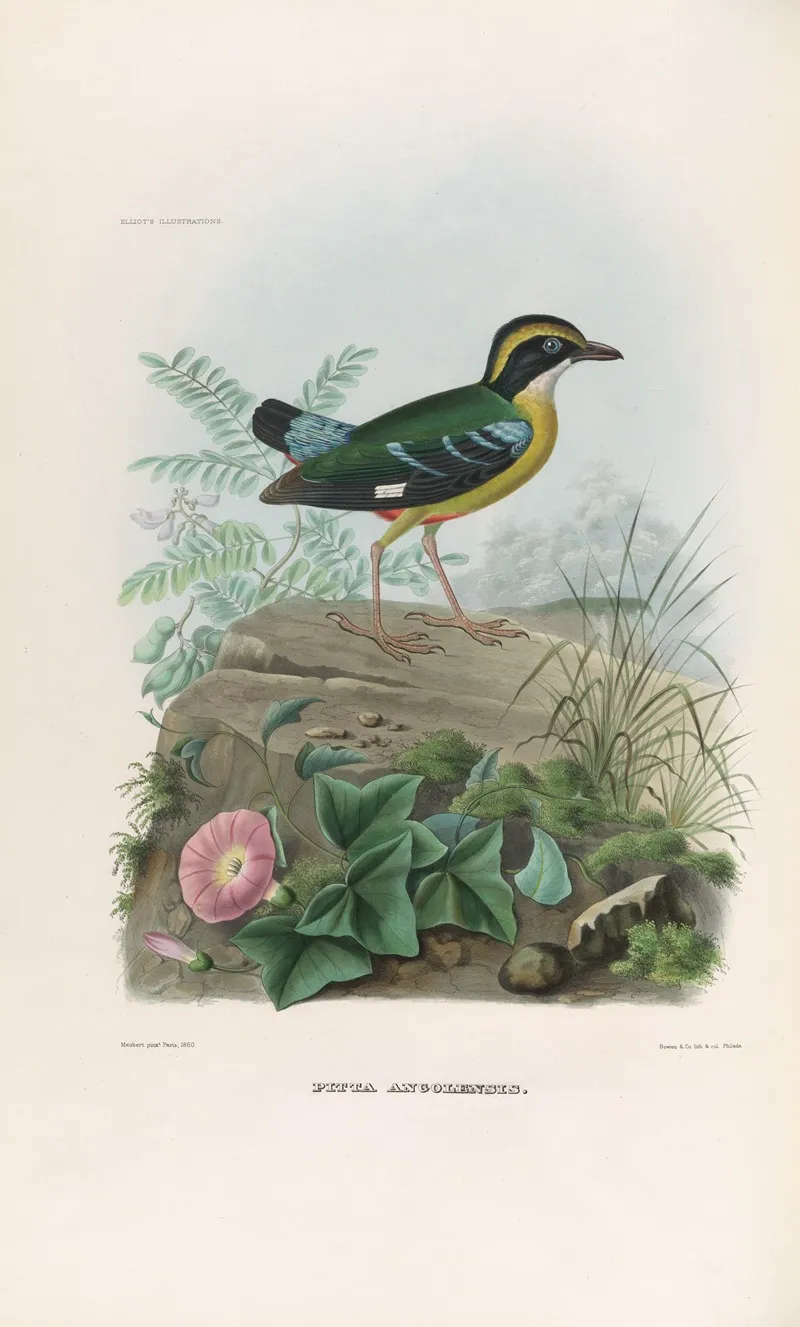 A Monograph Of The Pittidae Or Family Of Ant Thrushes Pl 20 Wall Art by Daniel Giraud Elliot - High-Resolution Digital Print