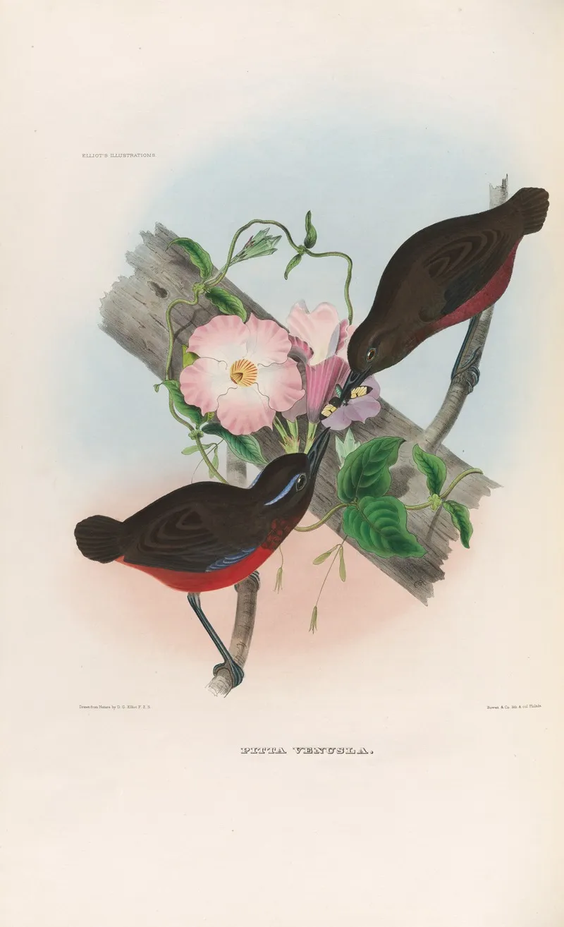 A Monograph Of The Pittidae Or Family Of Ant Thrushes Pl 21 Wall Art by Daniel Giraud Elliot - High-Resolution Digital Print