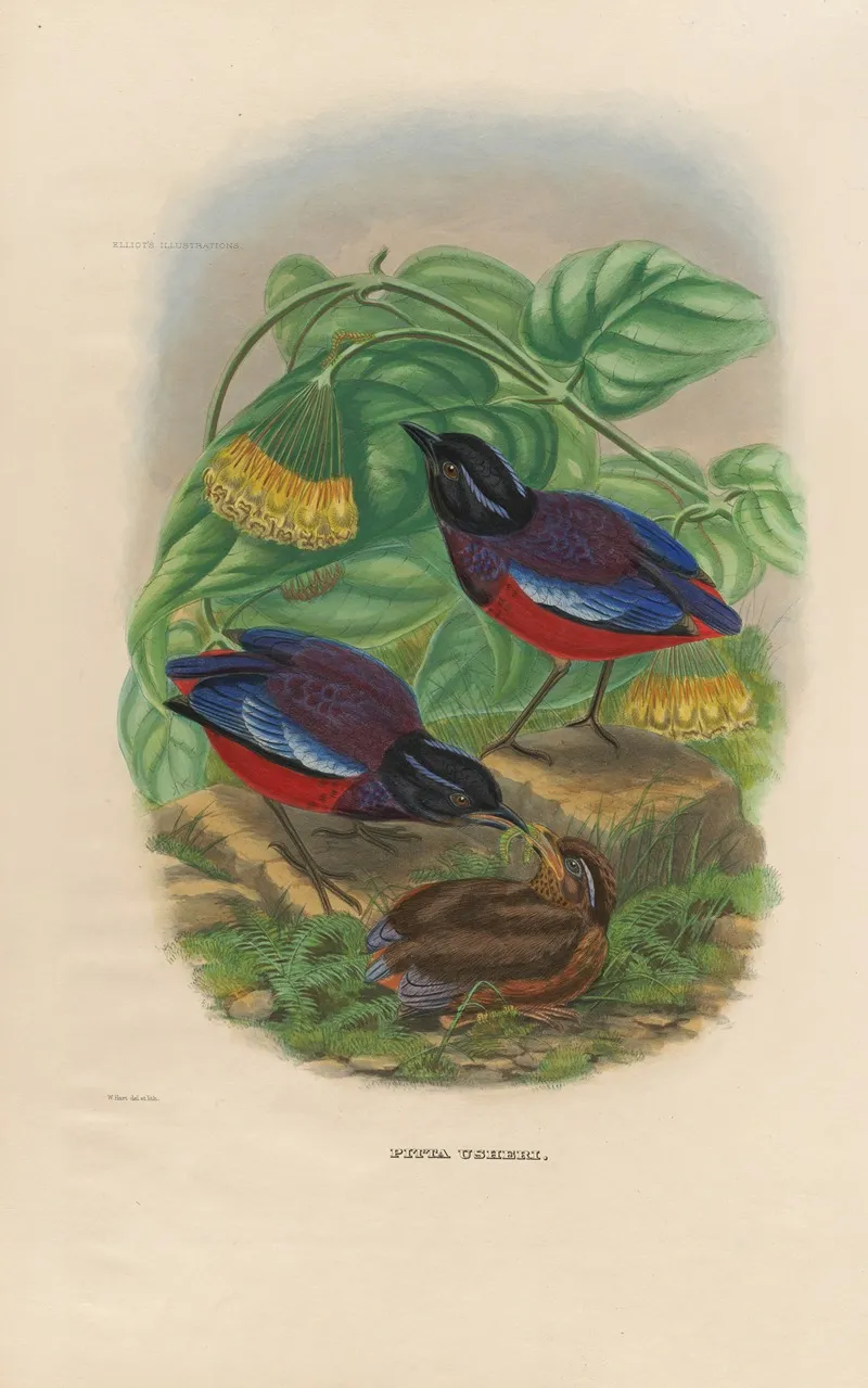 A Monograph Of The Pittidae Or Family Of Ant Thrushes Pl 22 Wall Art by Daniel Giraud Elliot - High-Resolution Digital Print