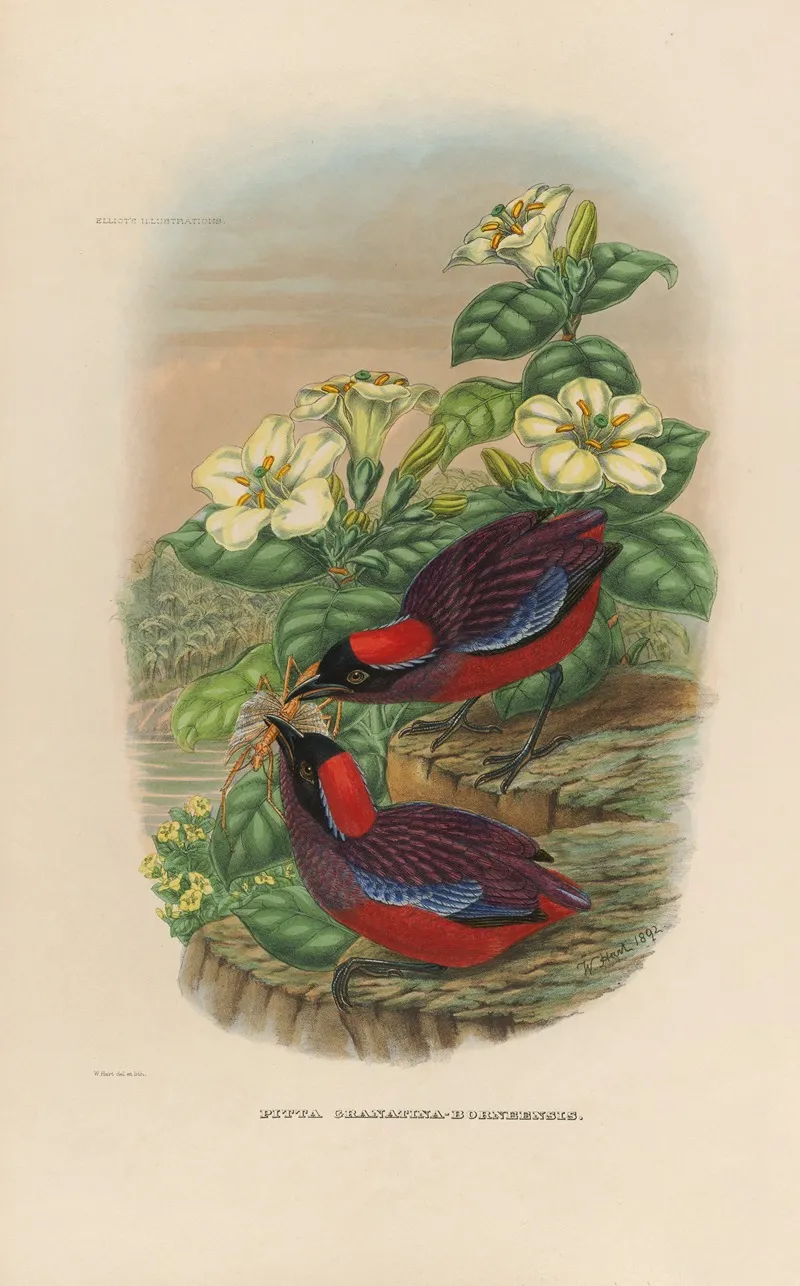 A Monograph Of The Pittidae Or Family Of Ant Thrushes Pl 24 Wall Art by Daniel Giraud Elliot - High-Resolution Digital Print