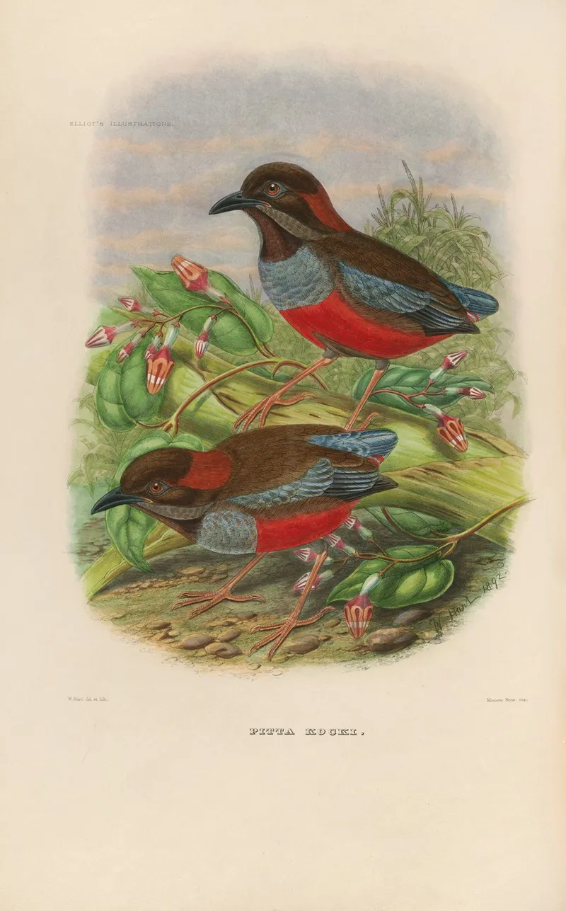 A Monograph Of The Pittidae Or Family Of Ant Thrushes Pl 26 Wall Art by Daniel Giraud Elliot - High-Resolution Digital Print