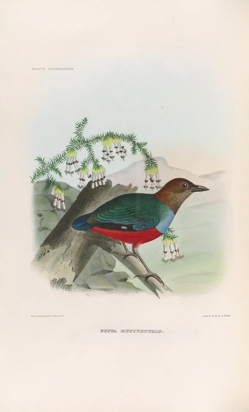 A Monograph Of The Pittidae Or Family Of Ant Thrushes Pl 28 Wall Art by Daniel Giraud Elliot - High-Resolution Digital Print