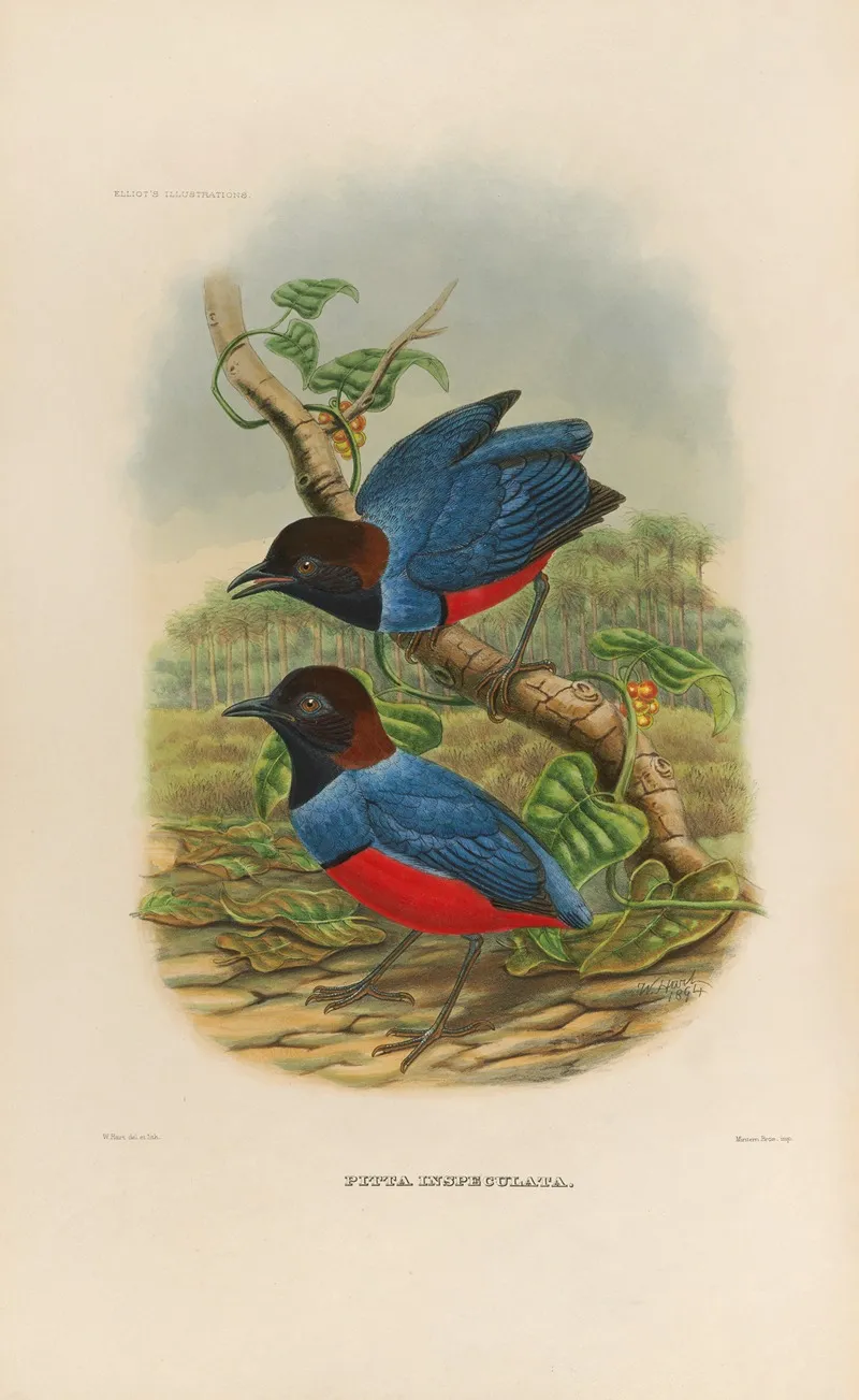 A Monograph Of The Pittidae Or Family Of Ant Thrushes Pl 29 Wall Art by Daniel Giraud Elliot - High-Resolution Digital Print