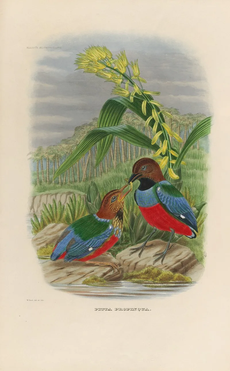 A Monograph Of The Pittidae Or Family Of Ant Thrushes Pl 31 Wall Art by Daniel Giraud Elliot - High-Resolution Digital Print