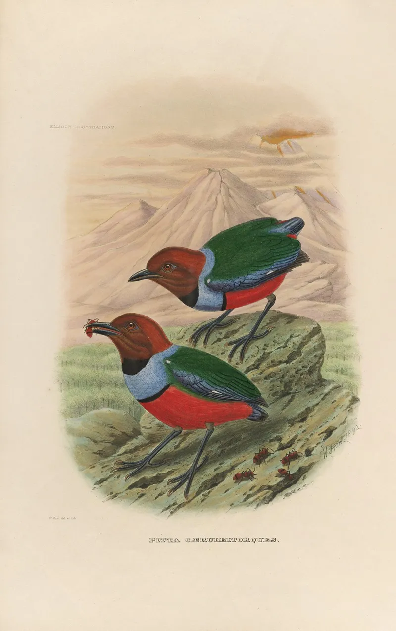 A Monograph Of The Pittidae Or Family Of Ant Thrushes Pl 32 Wall Art by Daniel Giraud Elliot - High-Resolution Digital Print