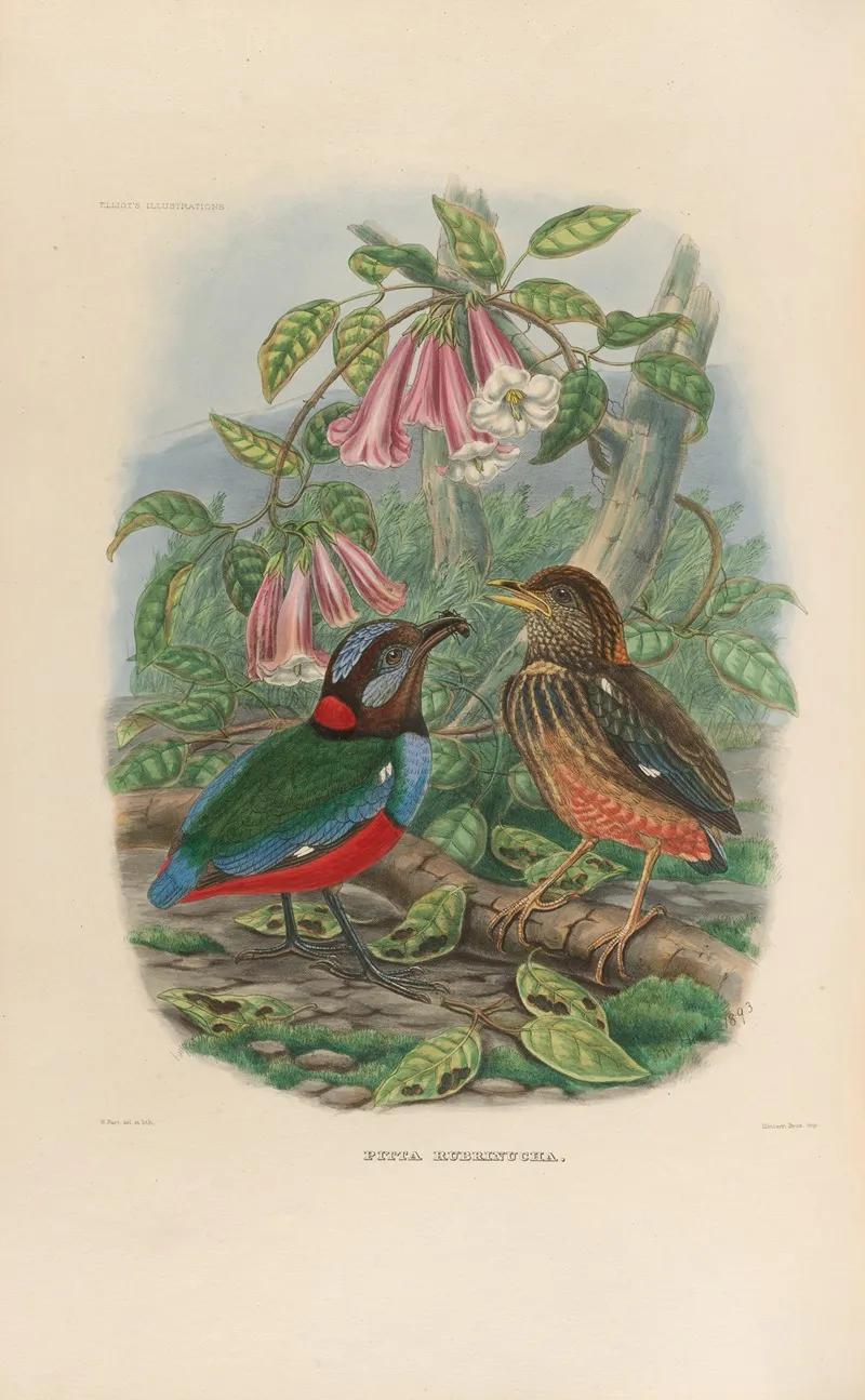 A Monograph Of The Pittidae Or Family Of Ant Thrushes Pl 33 Wall Art by Daniel Giraud Elliot - High-Resolution Digital Print