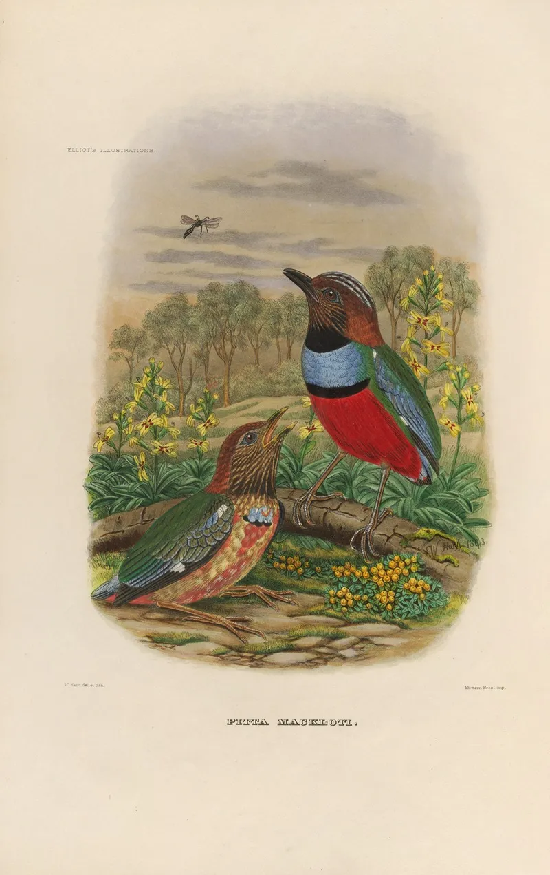 A Monograph Of The Pittidae Or Family Of Ant Thrushes Pl 34 Wall Art by Daniel Giraud Elliot - High-Resolution Digital Print