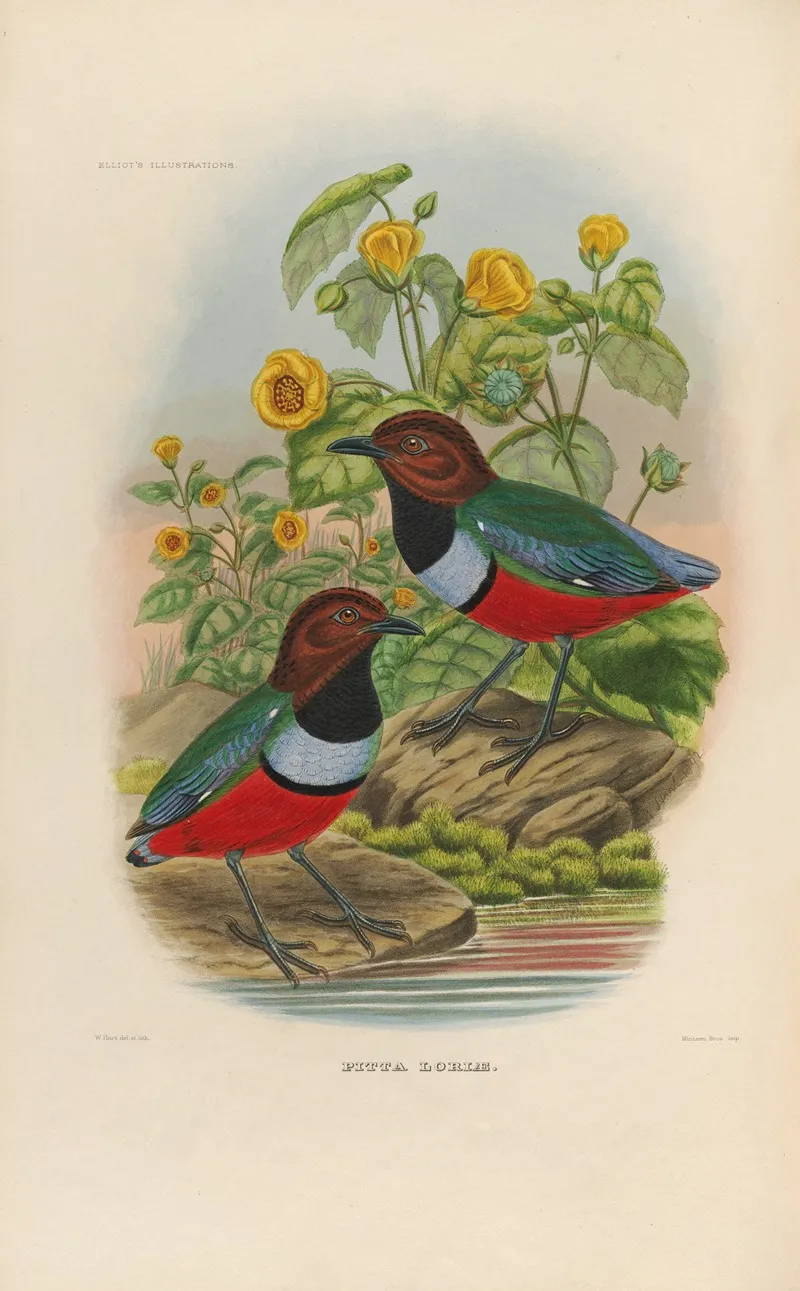 A Monograph Of The Pittidae Or Family Of Ant Thrushes Pl 35 Wall Art by Daniel Giraud Elliot - High-Resolution Digital Print