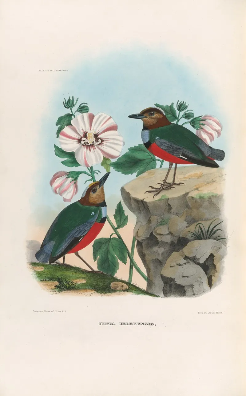 A Monograph Of The Pittidae Or Family Of Ant Thrushes Pl 36 Wall Art by Daniel Giraud Elliot - High-Resolution Digital Print