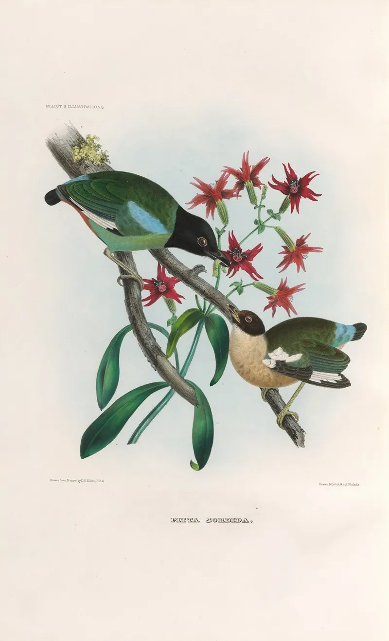 A Monograph Of The Pittidae Or Family Of Ant Thrushes Pl 40 Wall Art by Daniel Giraud Elliot - High-Resolution Digital Print