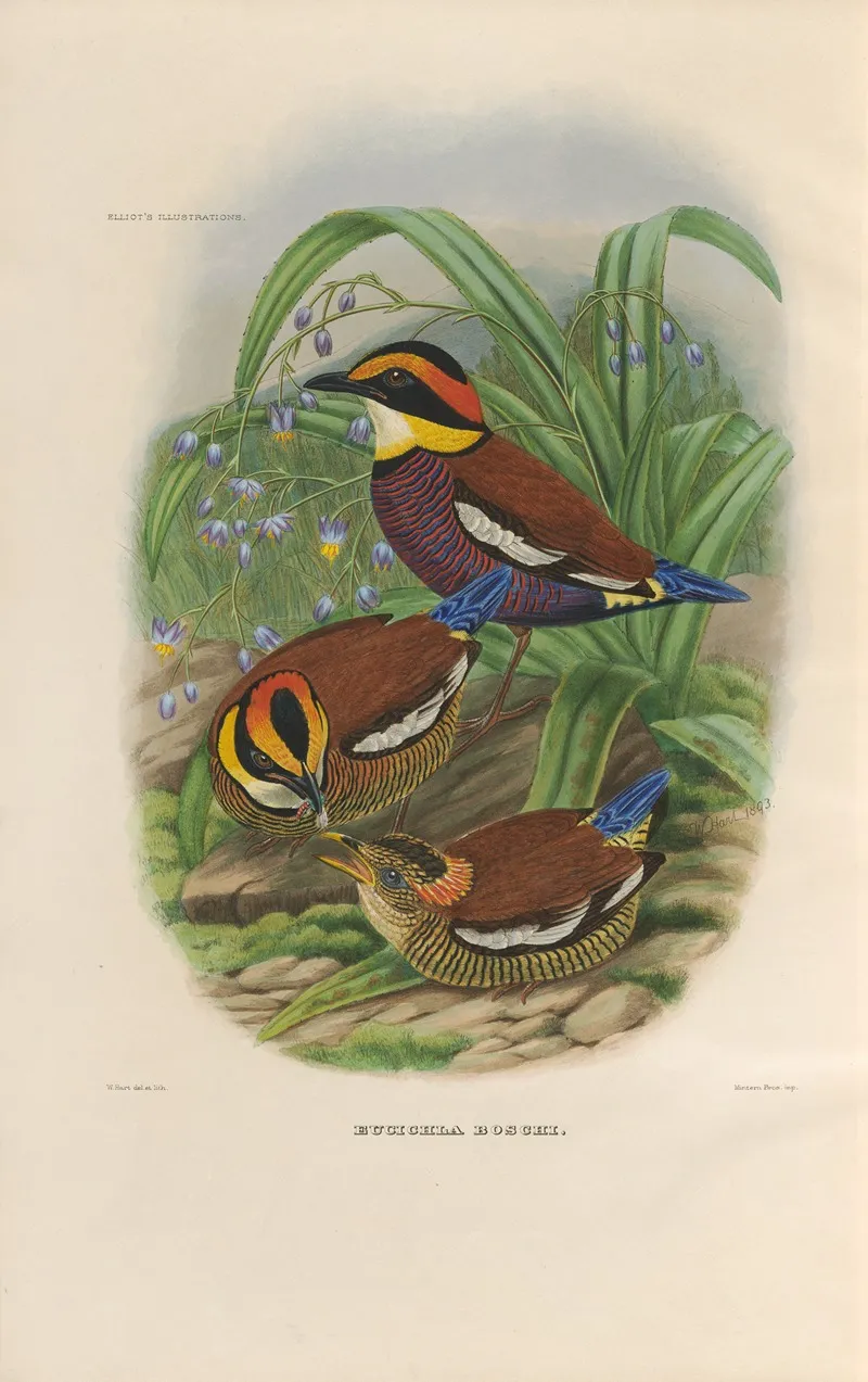 A Monograph Of The Pittidae Or Family Of Ant Thrushes Pl 48 Wall Art by Daniel Giraud Elliot - High-Resolution Digital Print