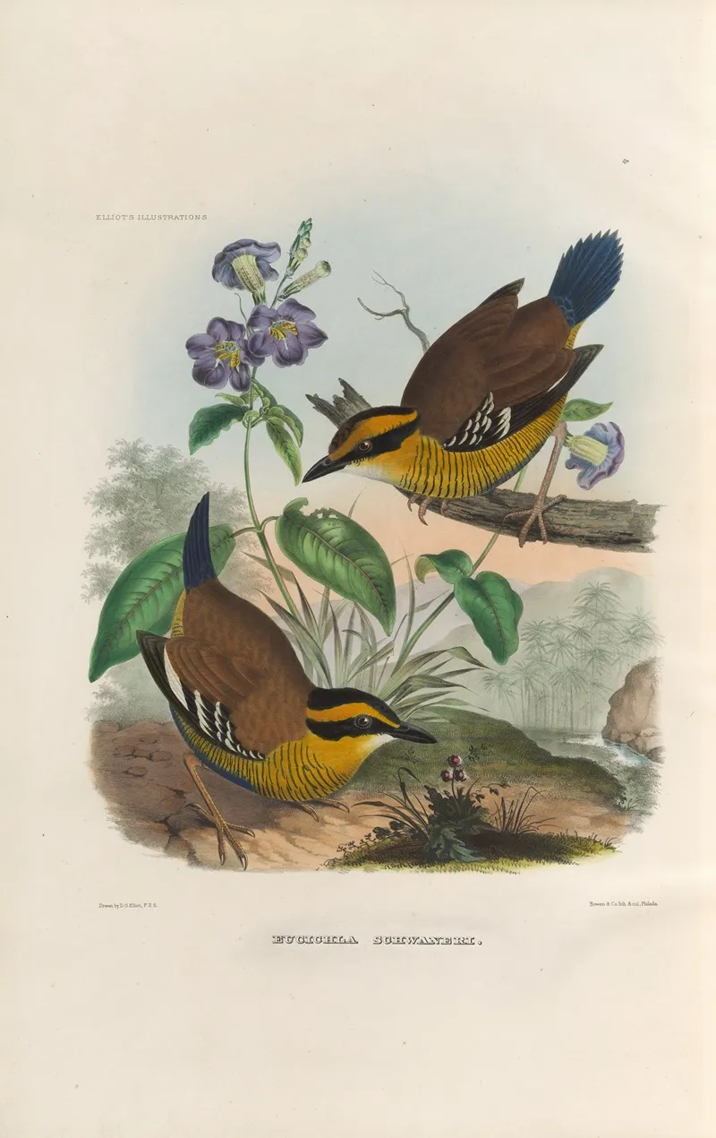 A Monograph Of The Pittidae Or Family Of Ant Thrushes Pl 49 Wall Art by Daniel Giraud Elliot - High-Resolution Digital Print