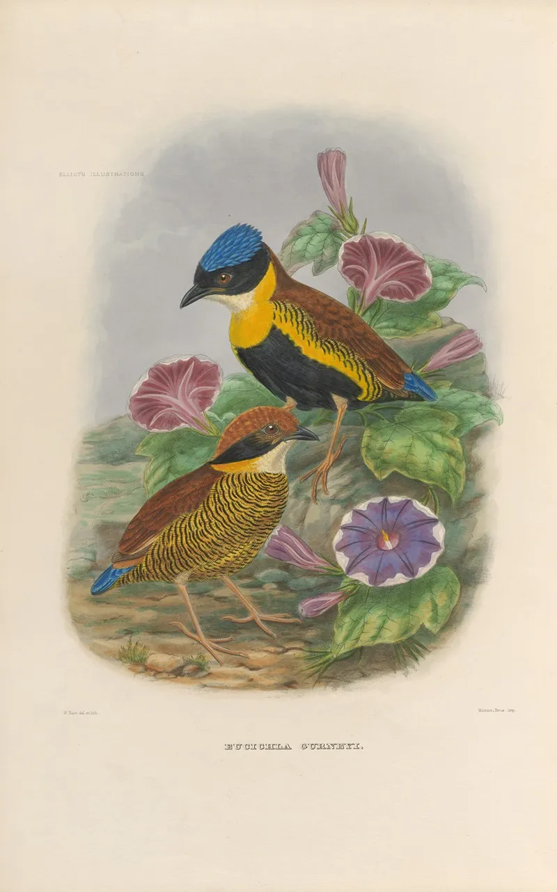 A Monograph Of The Pittidae Or Family Of Ant Thrushes Pl 51 Wall Art by Daniel Giraud Elliot - High-Resolution Digital Print