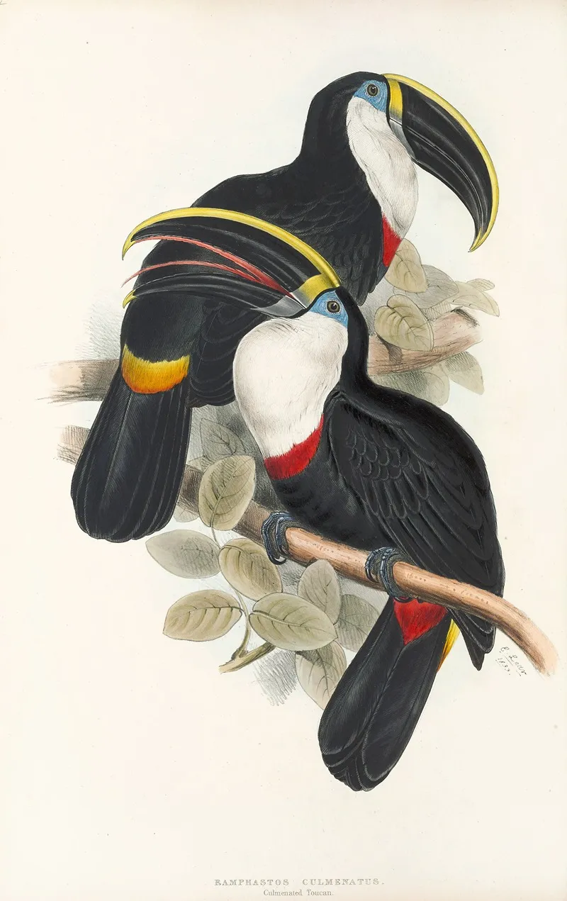 A Monograph Of The Ramphastidae Or Family Of Toucans Pl 01 Wall Art by John Gould - High-Resolution Digital Print