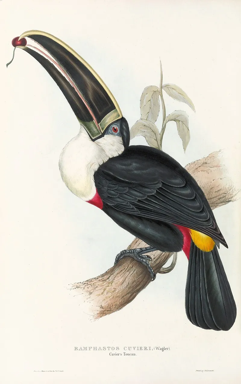A Monograph Of The Ramphastidae Or Family Of Toucans Pl 02 Wall Art by John Gould - High-Resolution Digital Print