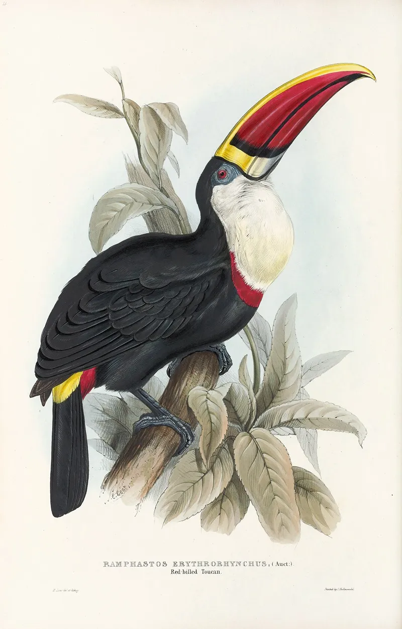 A Monograph Of The Ramphastidae Or Family Of Toucans Pl 03 Wall Art by John Gould - High-Resolution Digital Print