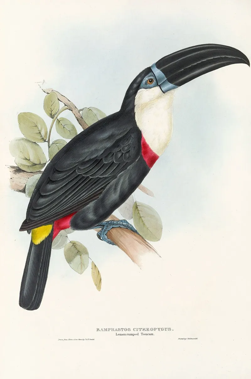 A Monograph Of The Ramphastidae Or Family Of Toucans Pl 04 Wall Art by John Gould - High-Resolution Digital Print