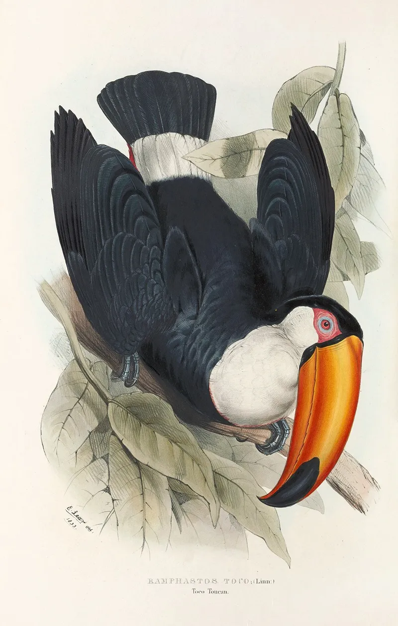 A Monograph Of The Ramphastidae Or Family Of Toucans Pl 06 Wall Art by John Gould - High-Resolution Digital Print