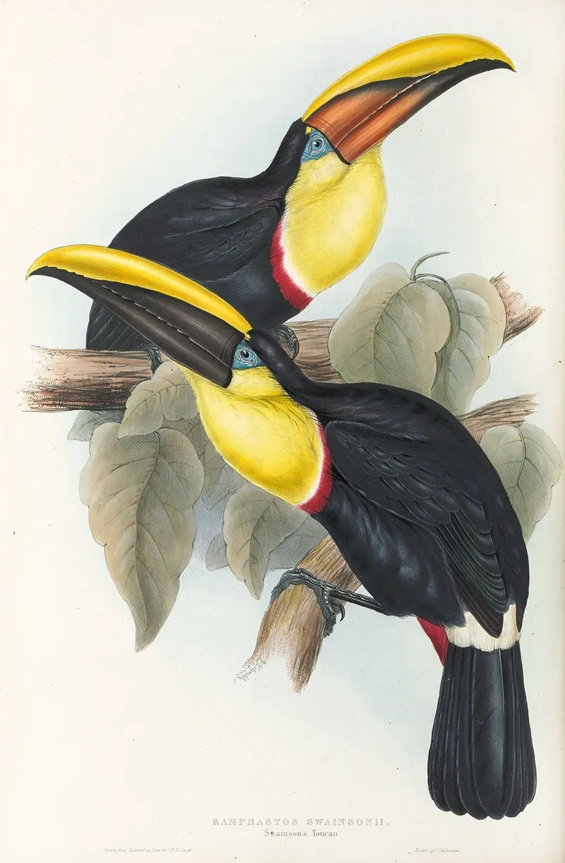A Monograph Of The Ramphastidae Or Family Of Toucans Pl 08 Wall Art by John Gould - High-Resolution Digital Print