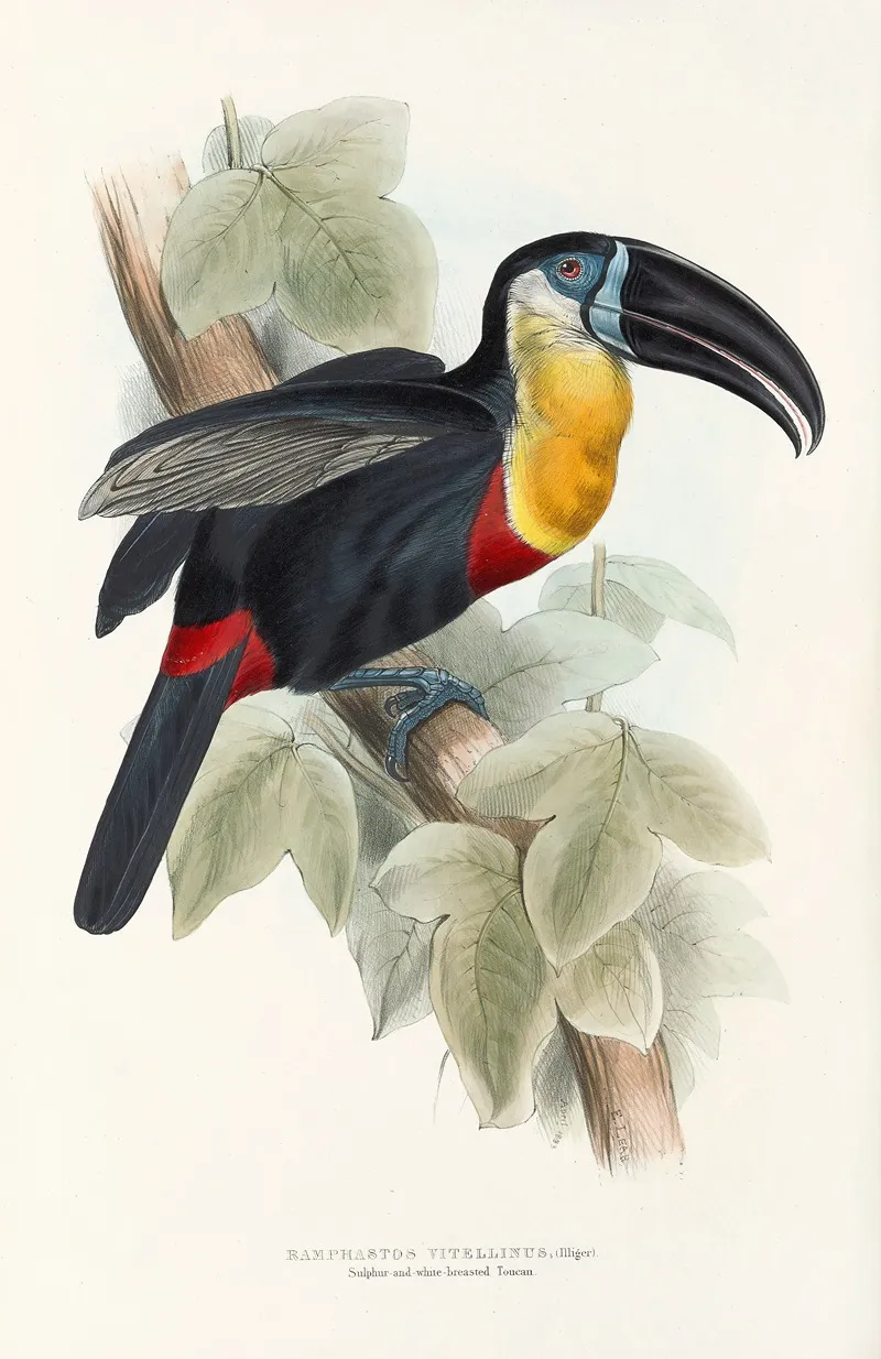 A Monograph Of The Ramphastidae Or Family Of Toucans Pl 09 Wall Art by John Gould - High-Resolution Digital Print