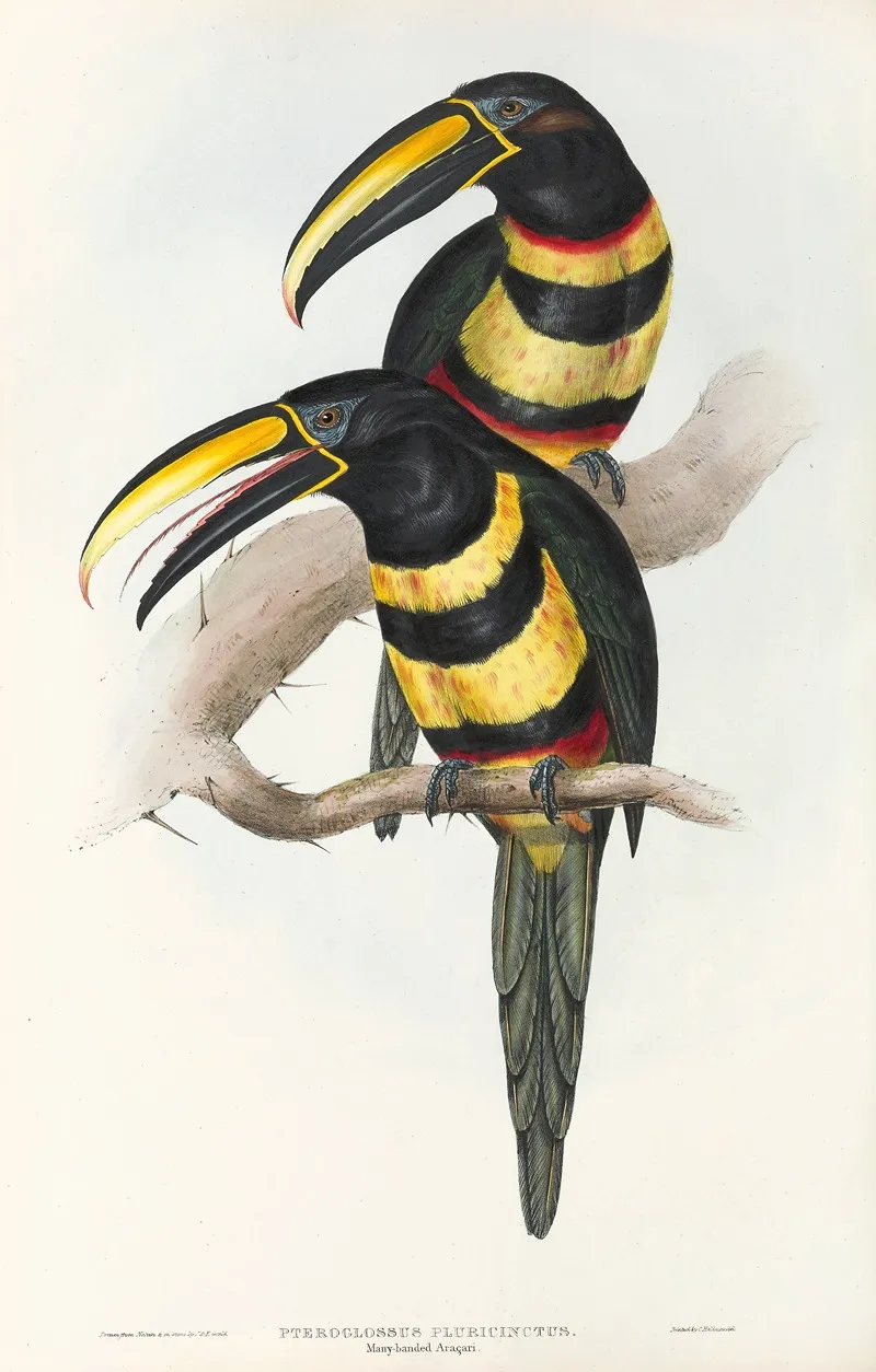A Monograph Of The Ramphastidae Or Family Of Toucans Pl 15 Wall Art by John Gould - High-Resolution Digital Print