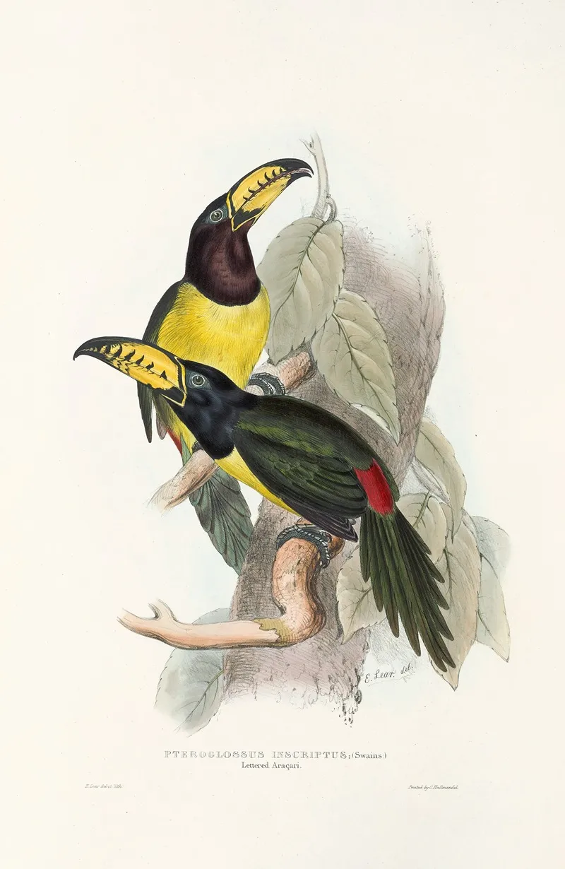 A Monograph Of The Ramphastidae Or Family Of Toucans Pl 20 Wall Art by John Gould - High-Resolution Digital Print