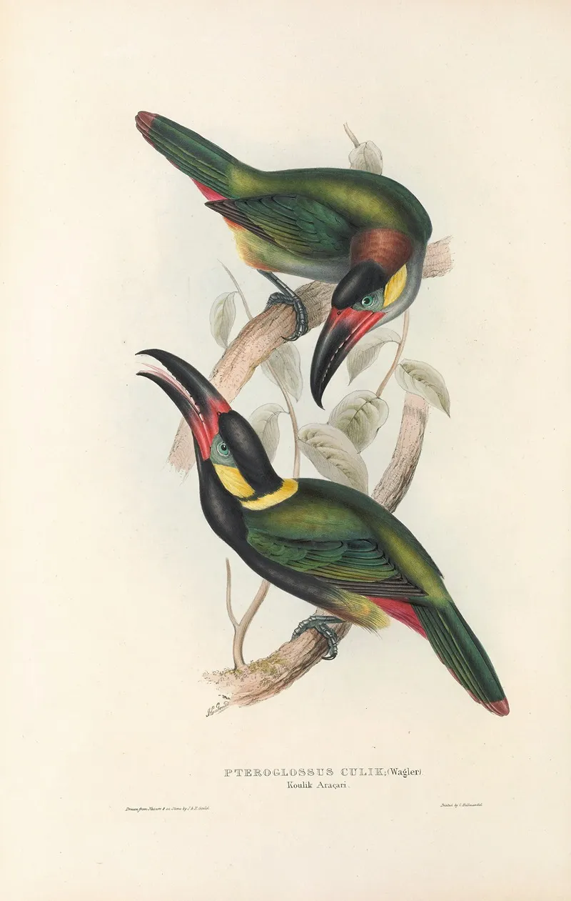 A Monograph Of The Ramphastidae Or Family Of Toucans Pl 24 Wall Art by John Gould - High-Resolution Digital Print