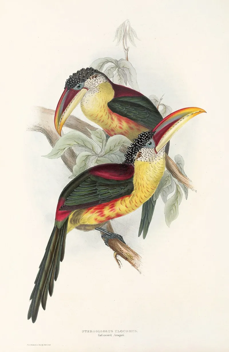 A Monograph Of The Ramphastidae Or Family Of Toucans Pl 26 Wall Art by John Gould - High-Resolution Digital Print