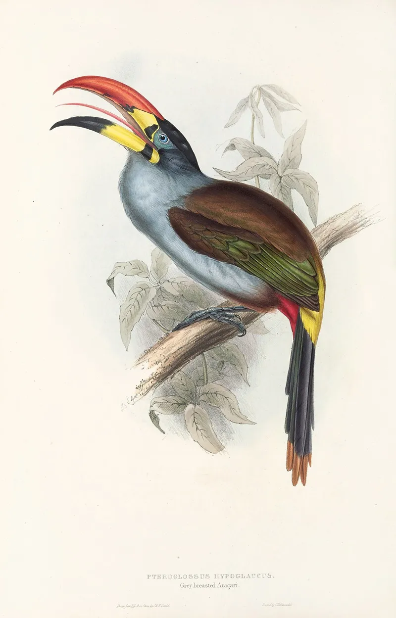A Monograph Of The Ramphastidae Or Family Of Toucans Pl 27 Wall Art by John Gould - High-Resolution Digital Print