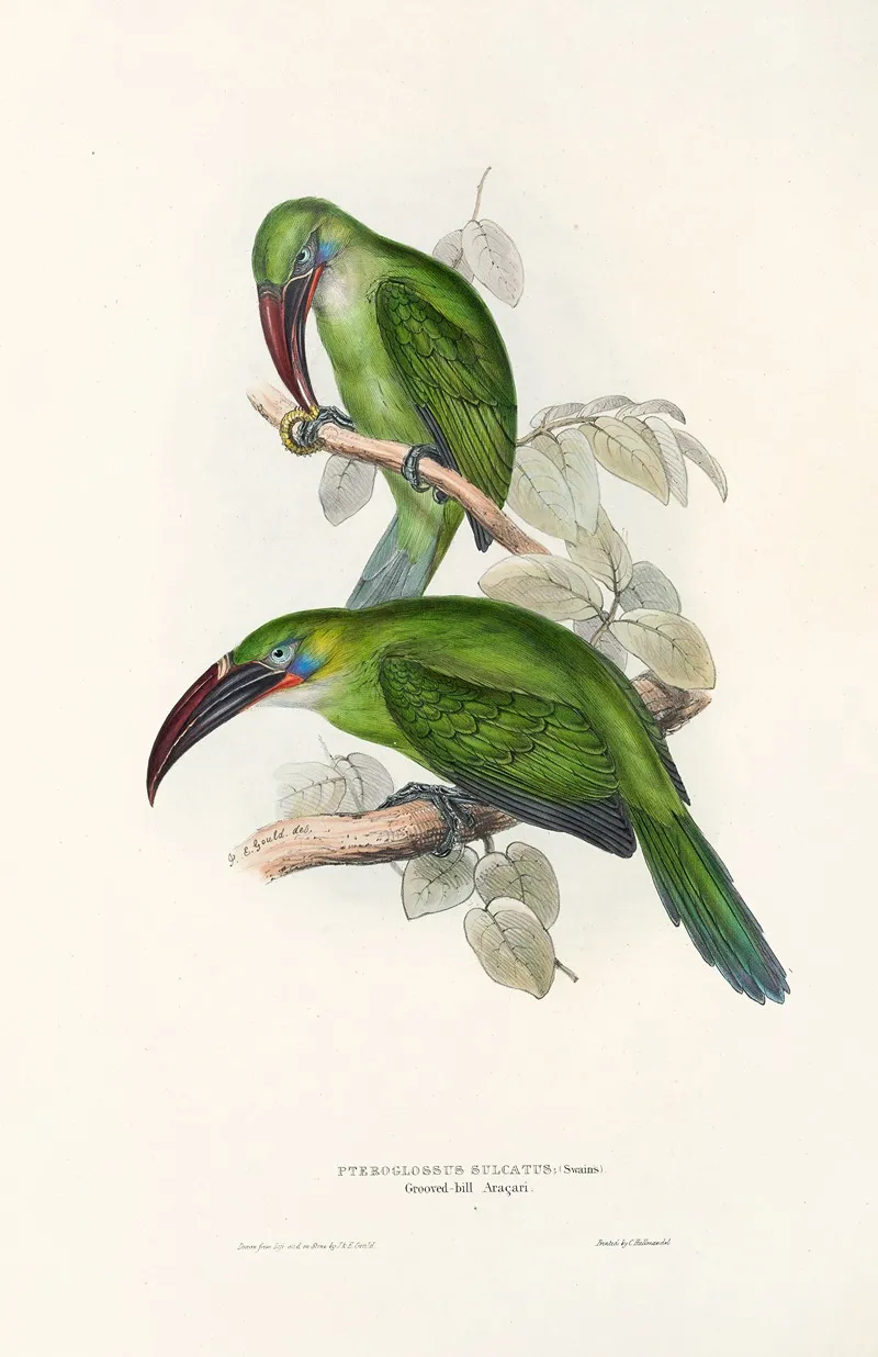 A Monograph Of The Ramphastidae Or Family Of Toucans Pl 31 Wall Art by John Gould - High-Resolution Digital Print