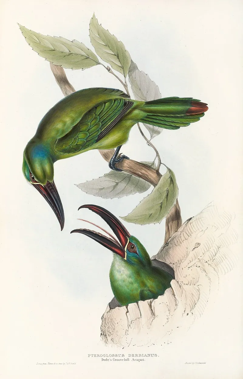 A Monograph Of The Ramphastidae Or Family Of Toucans Pl 32 Wall Art by John Gould - High-Resolution Digital Print