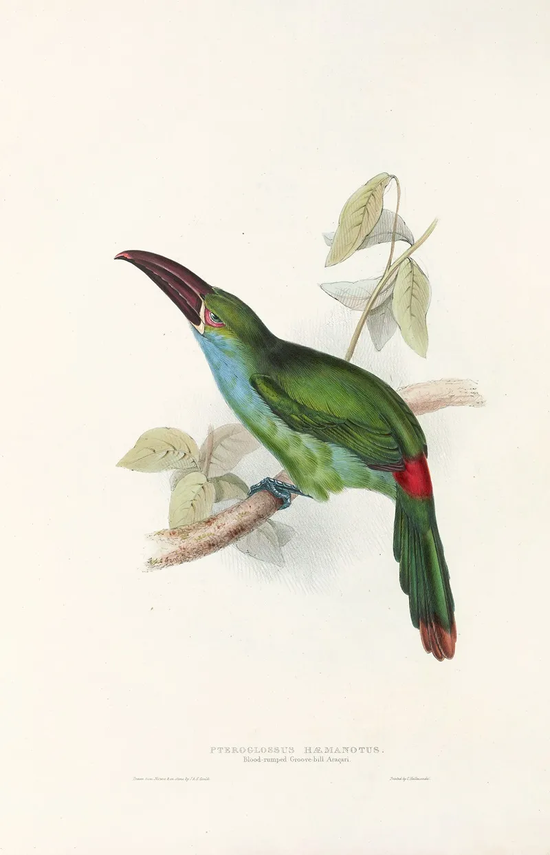 A Monograph Of The Ramphastidae Or Family Of Toucans Pl 33 Wall Art by John Gould - High-Resolution Digital Print