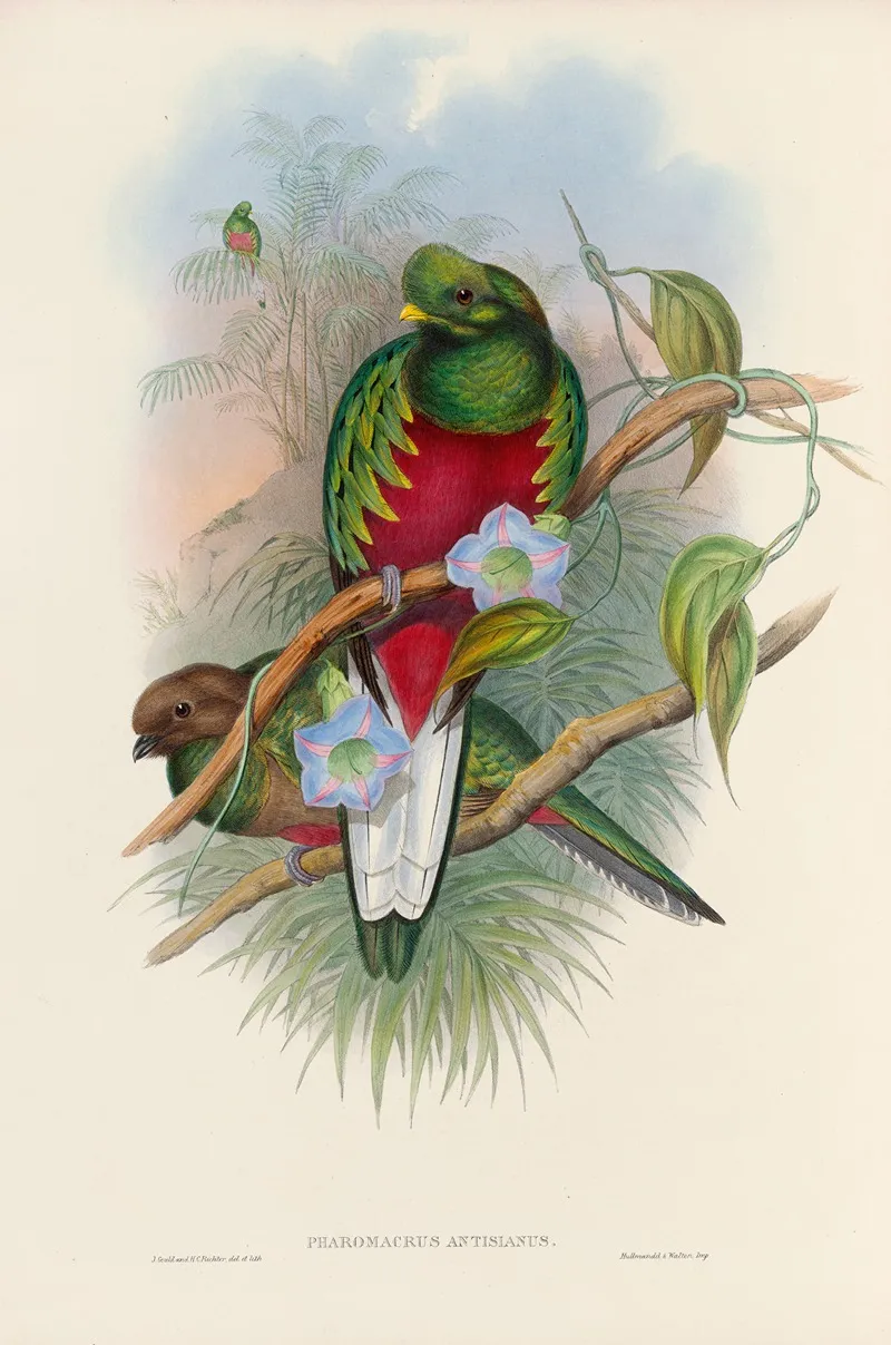 A Monograph Of The Trogonidae Or Family Of Trogons Pl 01 Wall Art by John Gould - High-Resolution Digital Print