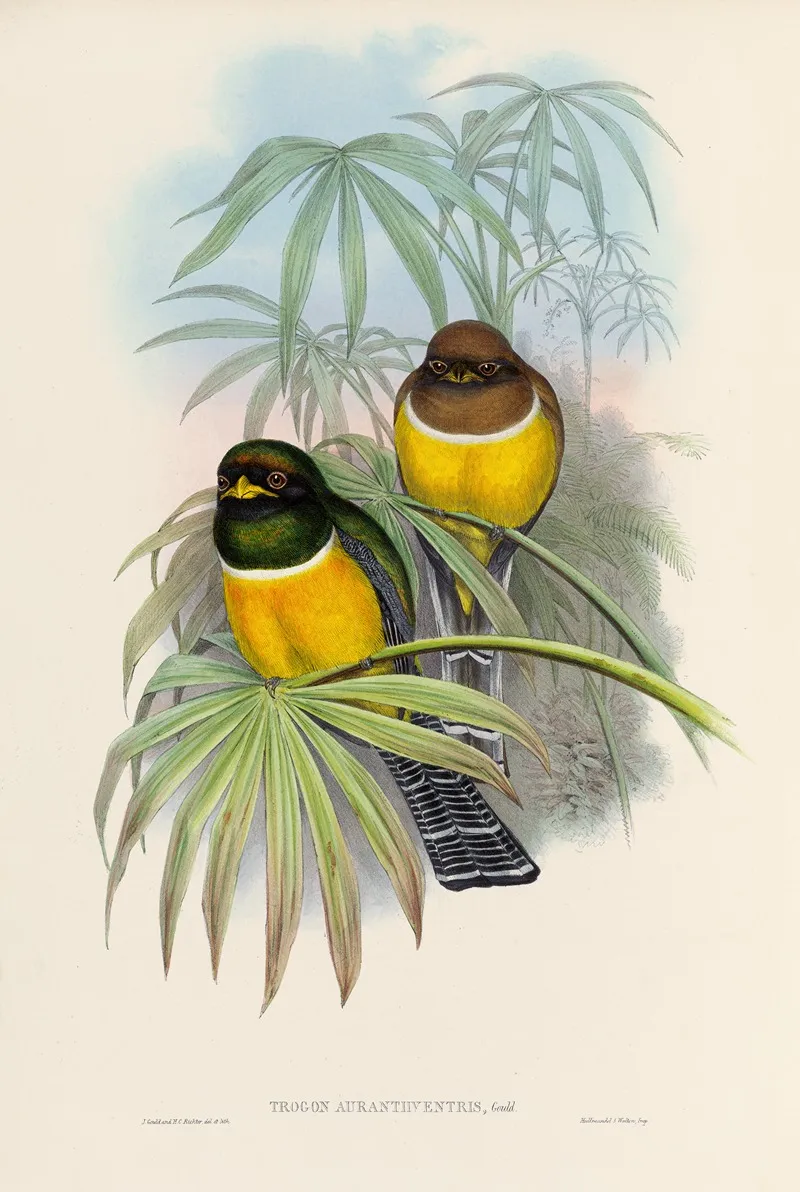 A Monograph Of The Trogonidae Or Family Of Trogons Pl 06 Wall Art by John Gould - High-Resolution Digital Print