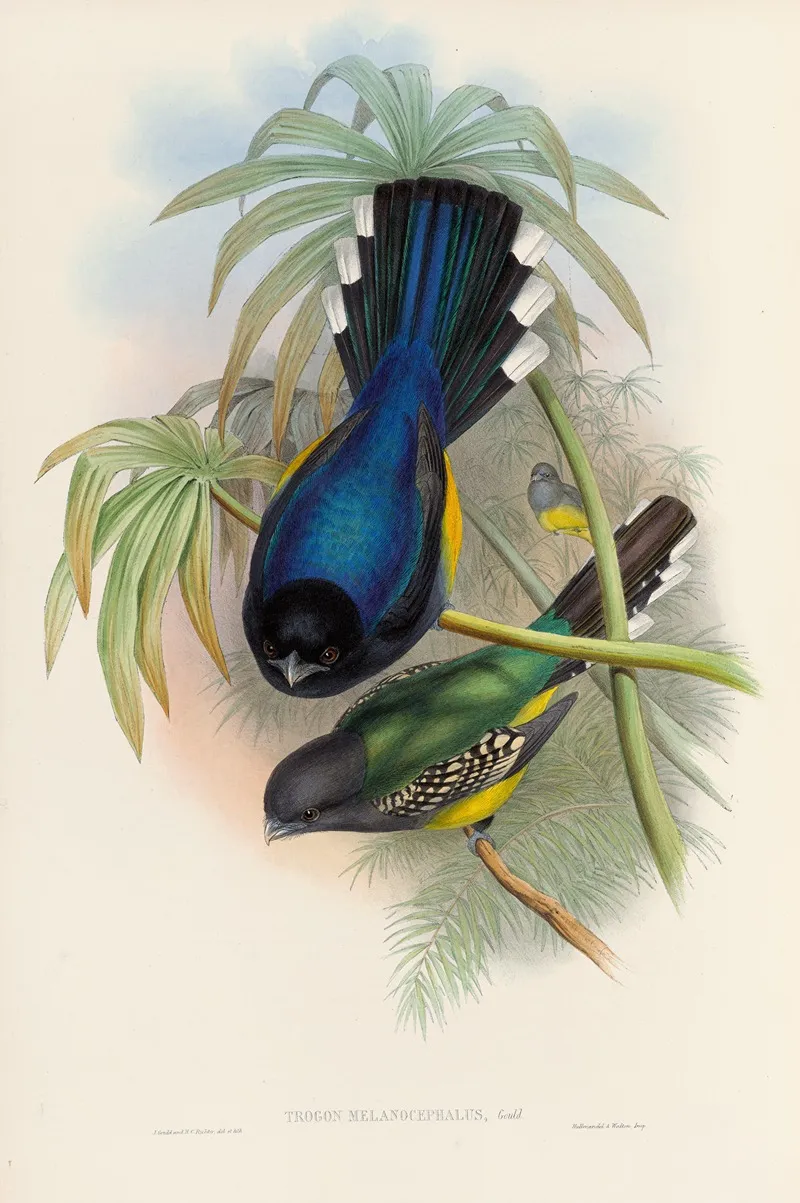 A Monograph Of The Trogonidae Or Family Of Trogons Pl 07 Wall Art by John Gould - High-Resolution Digital Print