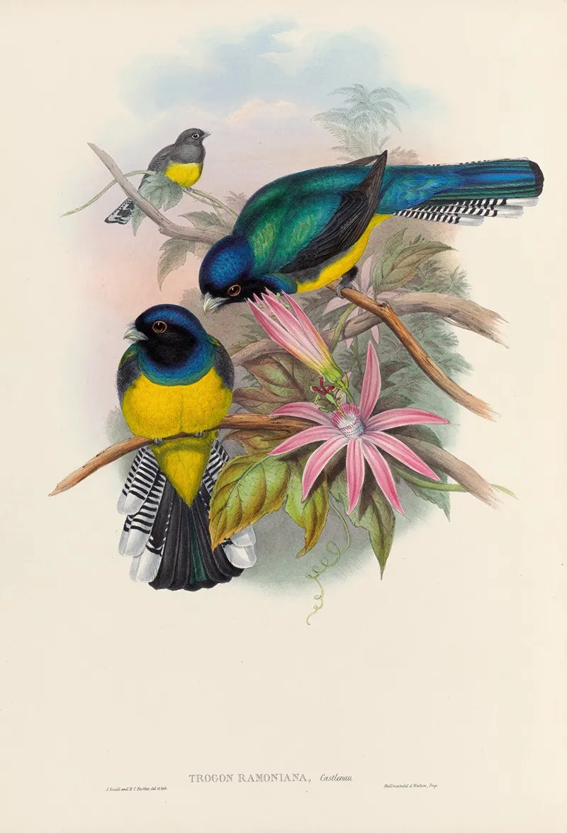 A Monograph Of The Trogonidae Or Family Of Trogons Pl 08 Wall Art by John Gould - High-Resolution Digital Print