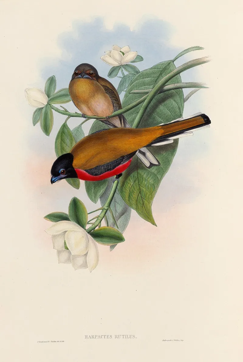 A Monograph Of The Trogonidae Or Family Of Trogons Pl 13 Wall Art by John Gould - High-Resolution Digital Print
