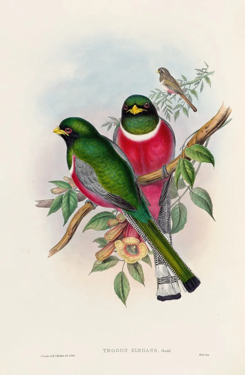 A Monograph Of The Trogonidae Or Family Of Trogons Pl 16 Wall Art by John Gould - High-Resolution Digital Print