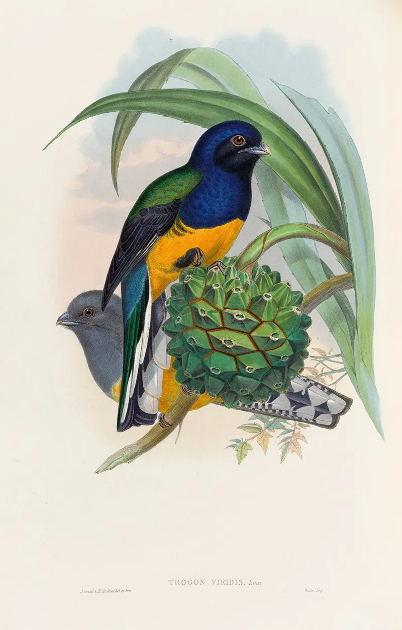 A Monograph Of The Trogonidae Or Family Of Trogons Pl 19 Wall Art by John Gould - High-Resolution Digital Print