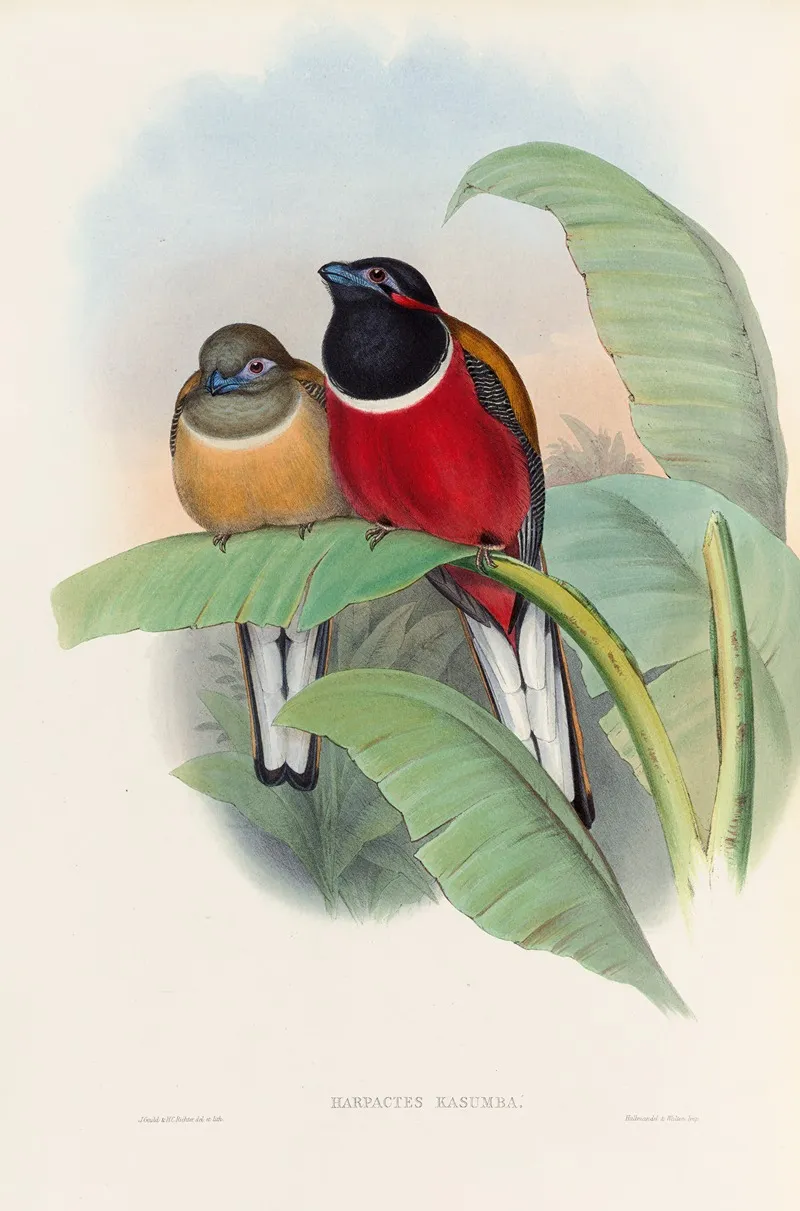 A Monograph Of The Trogonidae Or Family Of Trogons Pl 23 Wall Art by John Gould - High-Resolution Digital Print