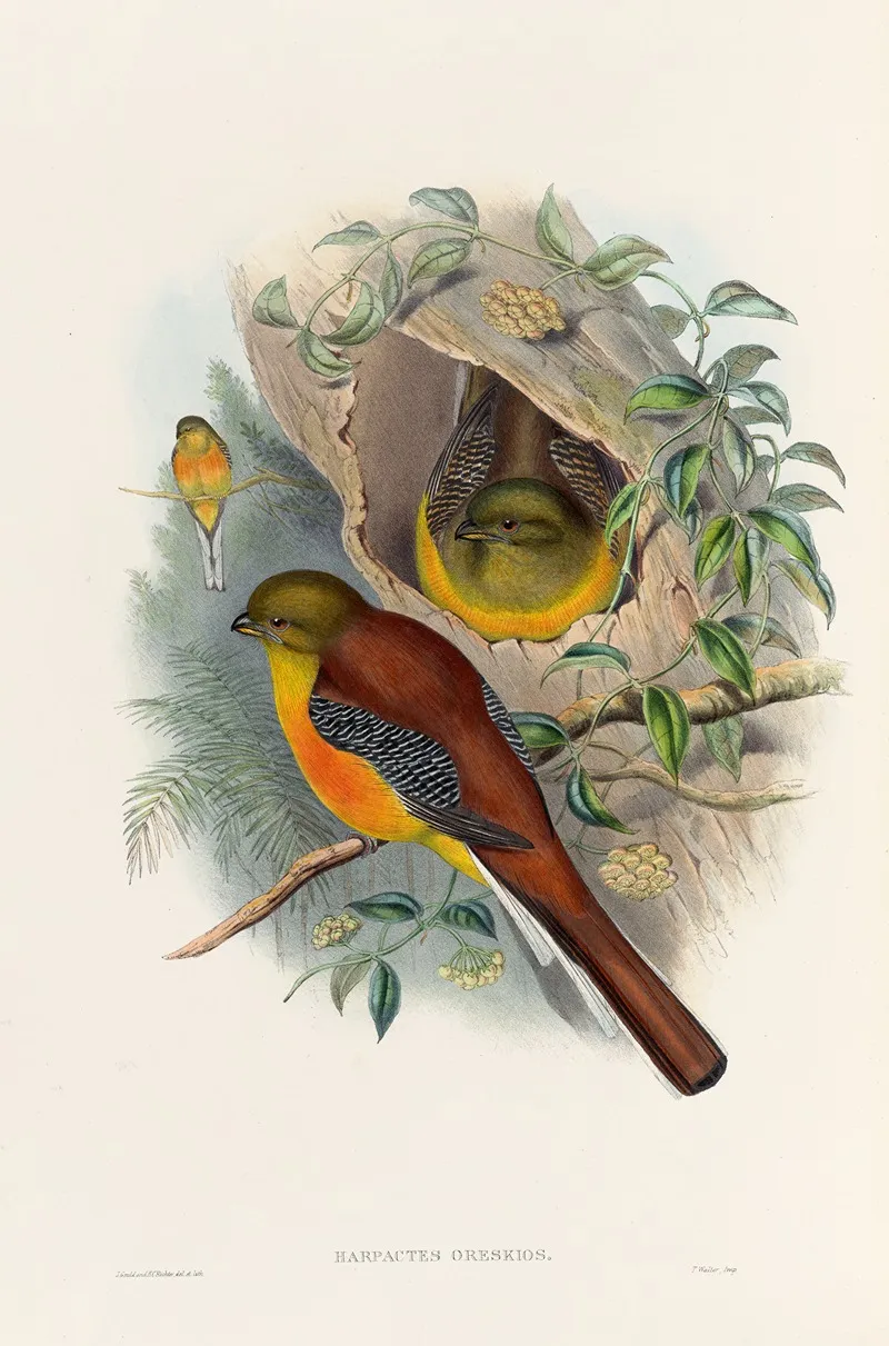 A Monograph Of The Trogonidae Or Family Of Trogons Pl 26 Wall Art by John Gould - High-Resolution Digital Print