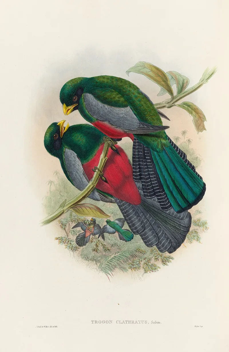A Monograph Of The Trogonidae Or Family Of Trogons Pl 29 Wall Art by John Gould - High-Resolution Digital Print